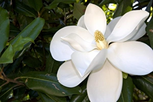 White Blooms In Nature Prints: Magnolia tree