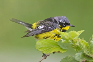 Magnolia Warbler (Dendroica magnolia) male during spring migration, Texas Magnolia Warbler (Dendroica magnolia) male during spring migration, Texas
