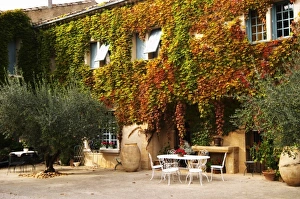 The main building covered with vine with olive trees, garden furniture. Chateau de Beaucastel The main building covered with vine with olive trees, garden furniture. Chateau de Beaucastel