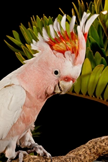 Major Mitchells Cockatoo, Lophochroa leadbeateri, Native to Australia Major Mitchells Cockatoo, Lophochroa leadbeateri, Native to Australia