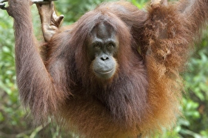 Malaysia, Borneo, Sabah, Kota Kinabalu, Lok Kawi Wildlife Park. Mature Bornean Orangutan (Captive) Malaysia, Borneo, Sabah, Kota Kinabalu, Lok Kawi Wildlife Park. Mature Bornean Orangutan (Captive)