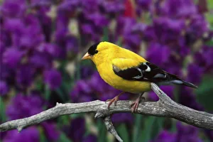 Male, American Goldfinch in summer plumage, Carduelis tristis Male, American Goldfinch in summer plumage, Carduelis tristis