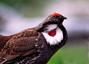 Male Blue Grouse (Dendragapus obscurus) displaying. USA, Yellowstone National Park Male Blue Grouse (Dendragapus obscurus) displaying. USA, Yellowstone National Park