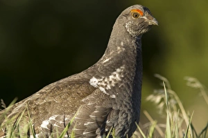 Male blue grouse at the National Bison Range near Moiese, Montana, USA Male blue grouse at the National Bison Range near Moiese, Montana, USA