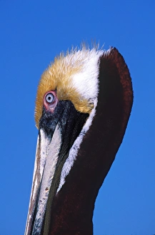 Male Brown Pelican (Pelecanus occidentalis) in breeding plumage. USA, Florida, Sanibel Male Brown Pelican (Pelecanus occidentalis) in breeding plumage. USA, Florida, Sanibel
