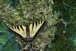 Male Canadian Tiger Swallowtail butterfly, Papilio canadensis Male Canadian Tiger Swallowtail butterfly, Papilio canadensis
