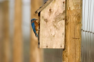 Male Eastern bluebird on bird box Sialia sialis Central Florida Male Eastern bluebird on bird box Sialia sialis Central Florida