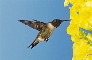Male feeding on Yellow Trumpet Flower(Tecoma stans), New Braunfels, Texas, USA, September Male feeding on Yellow Trumpet Flower(Tecoma stans), New Braunfels, Texas, USA, September