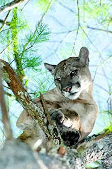 A male Florida panther is treed by specialized dogs near the Seminole Indian Reservation A male Florida panther is treed by specialized dogs near the Seminole Indian Reservation