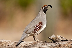 Male Gambels Quail Lophortyx gambelii SE Arizona Male Gambels Quail Lophortyx gambelii SE Arizona
