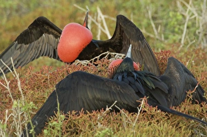 Male Great Frigatebird (Fregata minor ridgwayi) mating display. Galapagos National Park Male Great Frigatebird (Fregata minor ridgwayi) mating display. Galapagos National Park