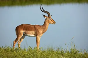 Male impala (Aepyceros melampus melampus), Chobe River, Chobe National Park, Botswana Male impala (Aepyceros melampus melampus), Chobe River, Chobe National Park, Botswana