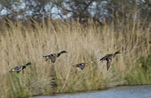 Three male mallard ducks and one female mallard in flight, Parc Ornithologique de Pond de Gau Three male mallard ducks and one female mallard in flight, Parc Ornithologique de Pond de Gau