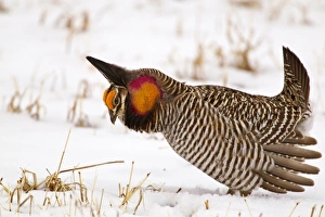 Male prairie chicken (Tympanuchus cupido) booming on lek in Loup County, Nebraska, USA Male prairie chicken (Tympanuchus cupido) booming on lek in Loup County, Nebraska, USA
