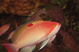 Male Stocky Anthias (Pseudanthias hypselosoma) Milne Bay, Papua New Guinea Male Stocky Anthias (Pseudanthias hypselosoma) Milne Bay, Papua New Guinea
