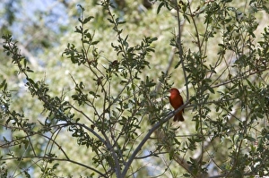 Male Summer Tanager sits on branch in Anza-Borrego Desert State Park CA Male Summer Tanager sits on branch in Anza-Borrego Desert State Park CA
