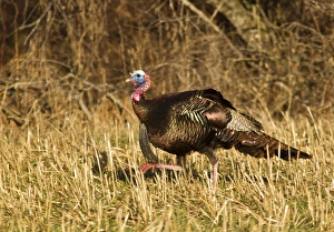 Male tom turkey in breeding plumage in spring in the Flathead Valley, Montana, USA Male tom turkey in breeding plumage in spring in the Flathead Valley, Montana, USA