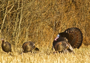 Male tom turkey with hens in the Flathead Valley, Montana, USA Male tom turkey with hens in the Flathead Valley, Montana, USA