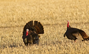 Male tom turkeys in breeding plumage in spring in the Flathead Valley, Montana, USA Male tom turkeys in breeding plumage in spring in the Flathead Valley, Montana, USA