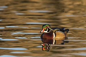 Male woodduck reflected in the golden evening colors of Lake Murray Male woodduck reflected in the golden evening colors of Lake Murray