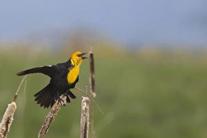 Male Yellowheaded Blackbird singing in the cattails at Ninepipe WMA in the Mission Valley Male Yellowheaded Blackbird singing in the cattails at Ninepipe WMA in the Mission Valley