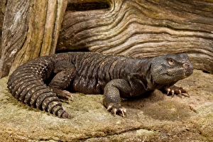 Mali Uromastyx, Uromastyx maliensis, Native to Northern Africa Mali Uromastyx, Uromastyx maliensis, Native to Northern Africa