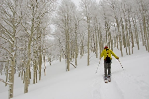 Man climbing through rimed aspen trees in a snow storm near Gobblers Knob, backcountry skiing Man climbing through rimed aspen trees in a snow storm near Gobblers Knob, backcountry skiing