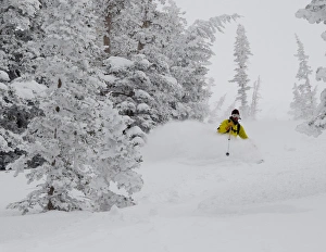 Man skiing through rimed aspen and evergreen trees in a snow storm near Gobblers Knob Man skiing through rimed aspen and evergreen trees in a snow storm near Gobblers Knob