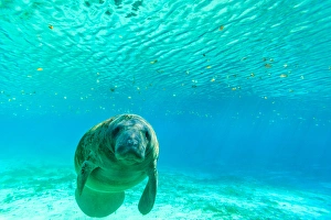 Manatee Swimming in clear water of Crystal River, Florida Manatee Swimming in clear water of Crystal River, Florida