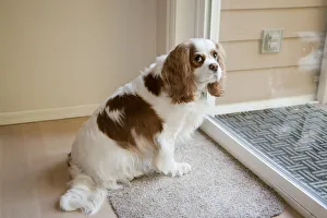 Mandy, a Cavalier King Charles Spaniel, waiting by a sliding glass door to be let out Mandy, a Cavalier King Charles Spaniel, waiting by a sliding glass door to be let out