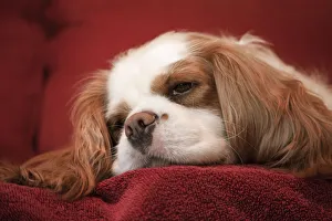 Mandy, a Cavalier King Charles Spaniel sleeping on a towel-covered sofa. (PR) Mandy, a Cavalier King Charles Spaniel sleeping on a towel-covered sofa. (PR)