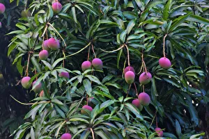 Central America Nature Photography Prints: Mango tree, Honduras
