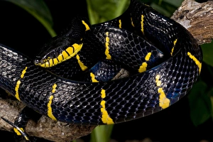Mangrove Snake Boiga dendrophila Native to Malaysia Mangrove Snake Boiga dendrophila Native to Malaysia