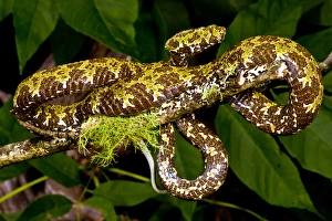 Mangshans Viper, Zhaoermia mangshanensis, Native to China Mangshans Viper, Zhaoermia mangshanensis, Native to China