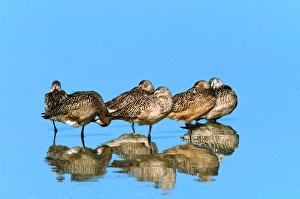 Marbeled Godwits (Limosa fedoa). USA, Florida Marbeled Godwits (Limosa fedoa). USA, Florida
