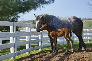 Mare and young colt in paddock, Kentucky Horse Park, Lexington, Kentucky Mare and young colt in paddock, Kentucky Horse Park, Lexington, Kentucky