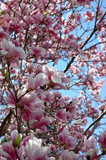 Massachusetts, Reading closeup of pink Magnolia tree blossoms Massachusetts, Reading closeup of pink Magnolia tree blossoms