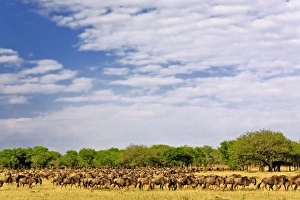 Great Migration Tanzania Prints: Massive Wildebeest herd during migration, Connochaetes taurinus, Serengeti National Park