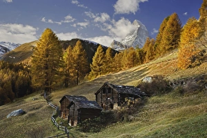 Matterhorn framed by autumn Larch trees, (Larix decidua) Zermatt, Switzerland Matterhorn framed by autumn Larch trees, (Larix decidua) Zermatt, Switzerland
