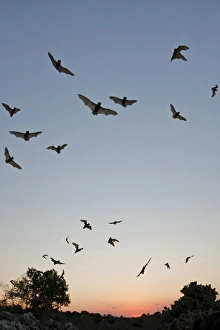 Mexican Free-tailed Bats (Tadarida brasiliensis) nurse colony emerging from Frio Bat Cave Mexican Free-tailed Bats (Tadarida brasiliensis) nurse colony emerging from Frio Bat Cave