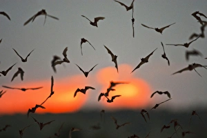 Mexican Free-tailed Bats (Tadarida braziliensis) emerging from Frio Bat Cave, Concan Mexican Free-tailed Bats (Tadarida braziliensis) emerging from Frio Bat Cave, Concan