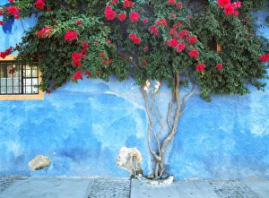 Mexico, Ajijic. Bougainvillea against wall. Credit as: Jim Nilsen / Jaynes Gallery Mexico, Ajijic. Bougainvillea against wall. Credit as: Jim Nilsen / Jaynes Gallery