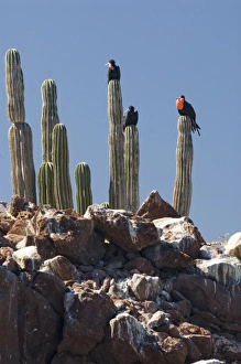 Mexico, Baja California, Bahia de las Animas. Magnificent Frigatebird Mexico, Baja California, Bahia de las Animas. Magnificent Frigatebird