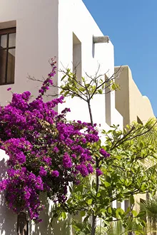 Mexico, Baja California Sur, Loreto. colorful display of bougainvillea on building Mexico, Baja California Sur, Loreto. colorful display of bougainvillea on building