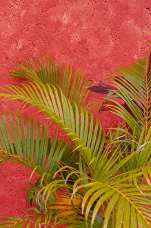 Mexico, Cozumel, palm tree against colorful stucco wall Mexico, Cozumel, palm tree against colorful stucco wall