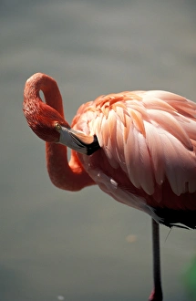 Mexico, Riviera Maya. Pink Flamingo at Xcaret Mexico, Riviera Maya. Pink Flamingo at Xcaret