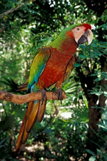 Mexico, Riviera Maya. Scarlet macaw at Xcaret Mexico, Riviera Maya. Scarlet macaw at Xcaret