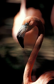 Mexico, Yucatan Peninsula, Pink Flamingo at Xcaret, eco-archeological park of Xcaret Mexico, Yucatan Peninsula, Pink Flamingo at Xcaret, eco-archeological park of Xcaret
