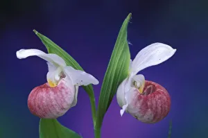 Michigan, Bruce Peninsula National Park. Showy Ladys Slippers (Cypripedium reginae) Michigan, Bruce Peninsula National Park. Showy Ladys Slippers (Cypripedium reginae)