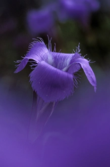 Michigan, Holly. Fringed Gentian portrait (Gentiana procera) Michigan, Holly. Fringed Gentian portrait (Gentiana procera)